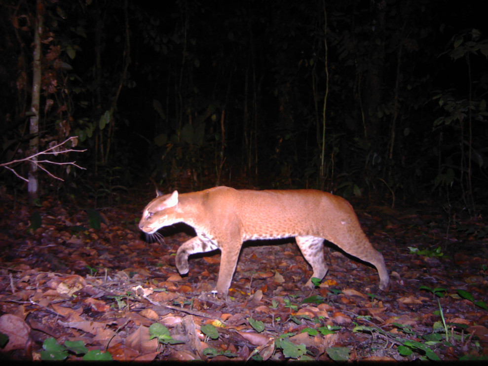 African golden cat in Gabon