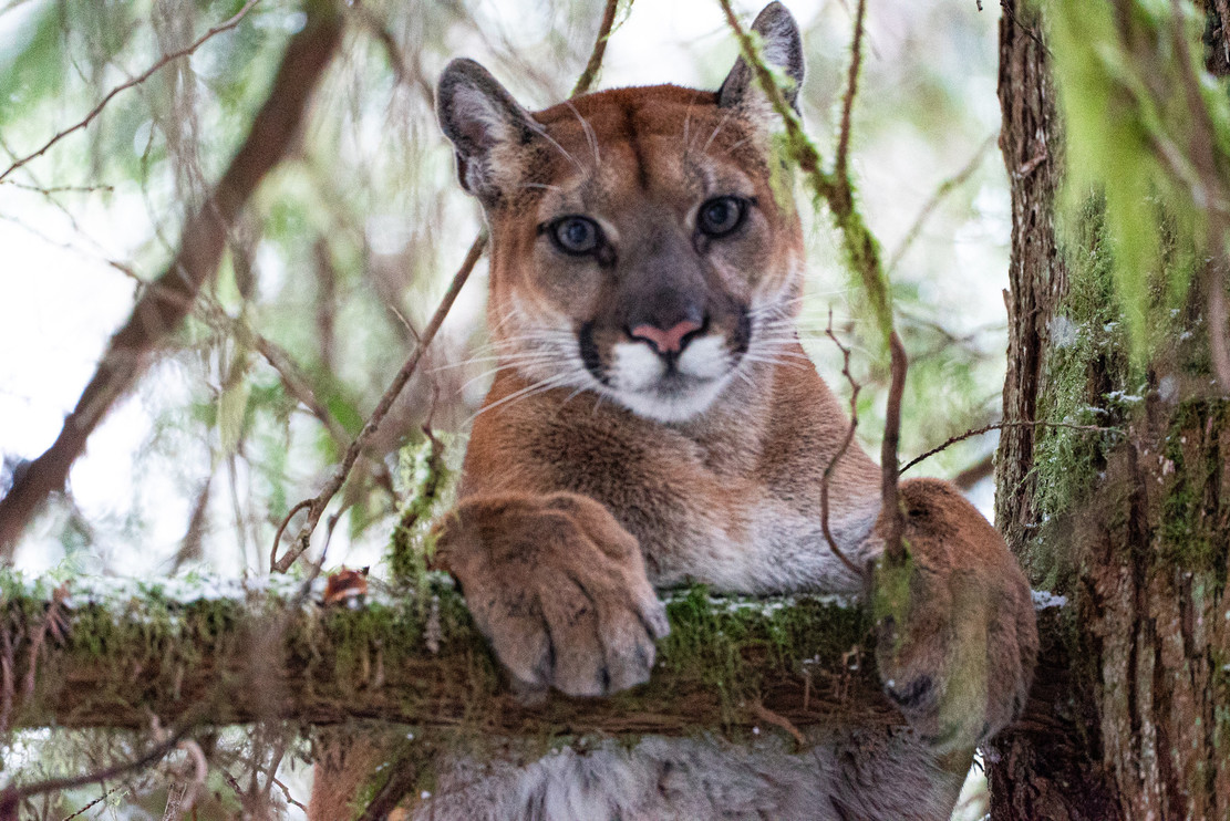 A puma rests in a tree