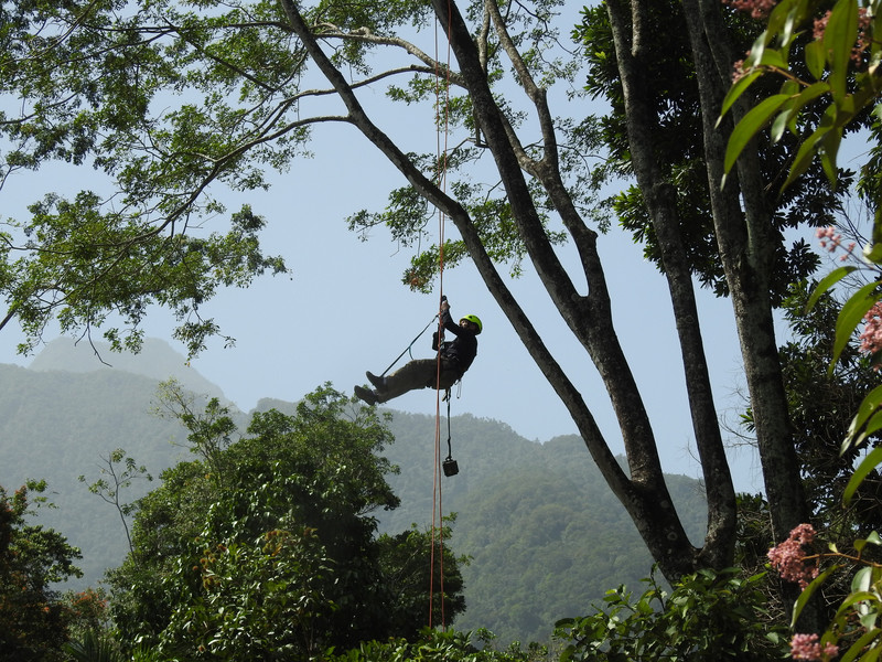 A Panthera staff member installs acoustic monitors in the Honduras jungle.