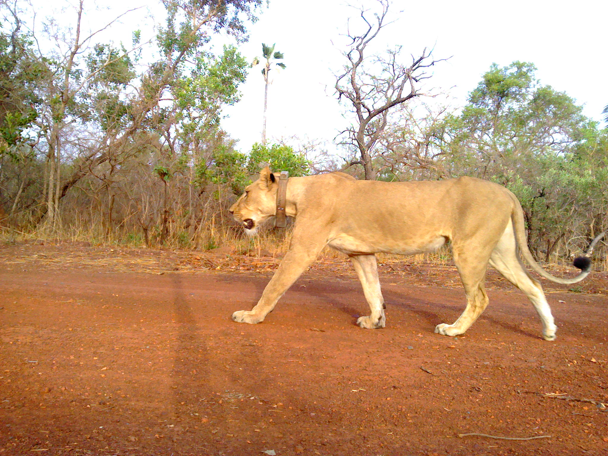 A female collared lion&nbsp;