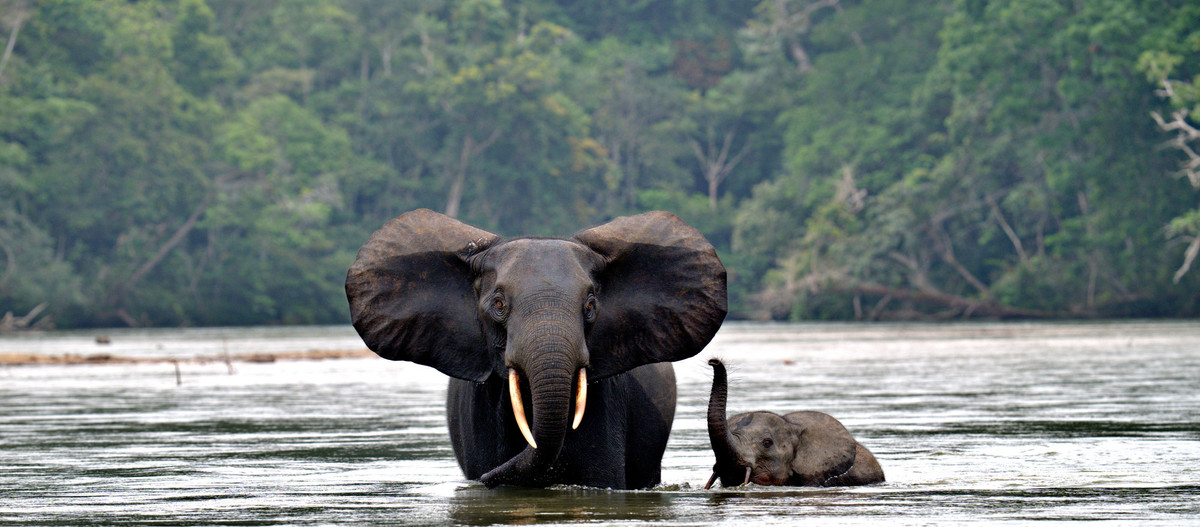Mother and baby elephant standing in water