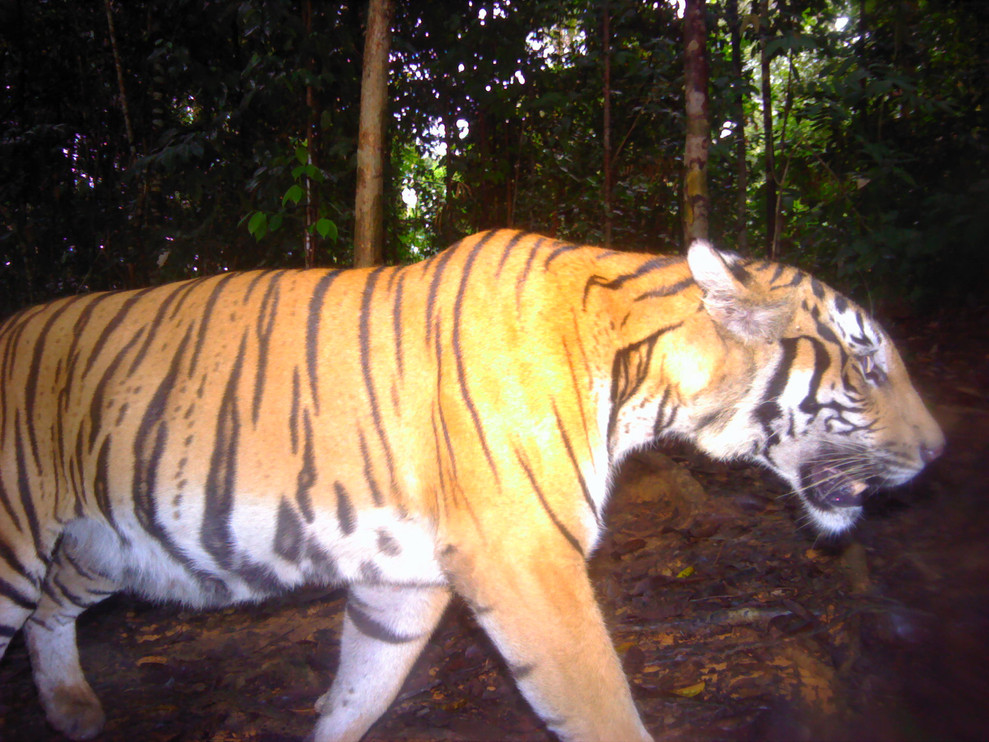 Female tiger