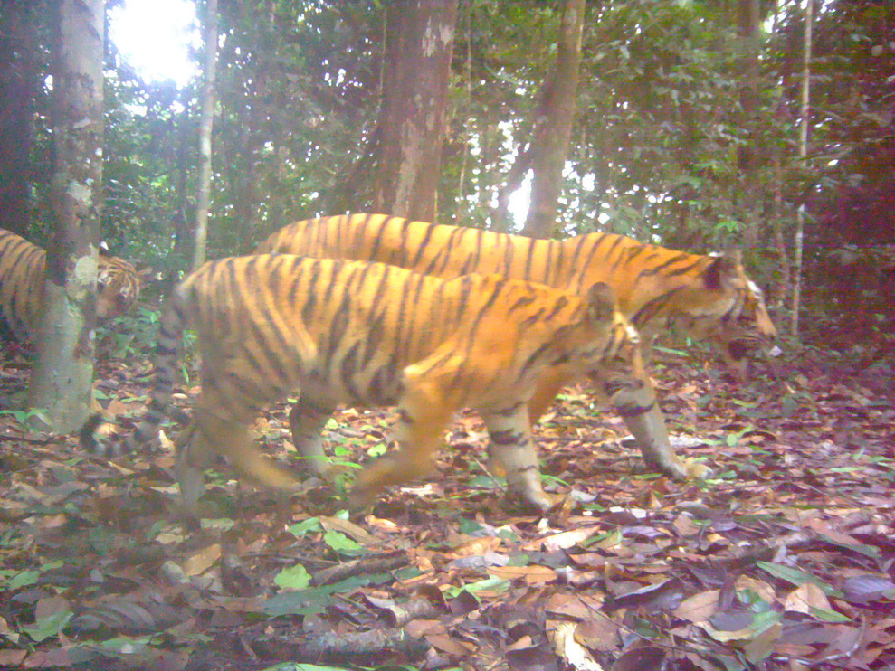 A female tiger with two cubs.
