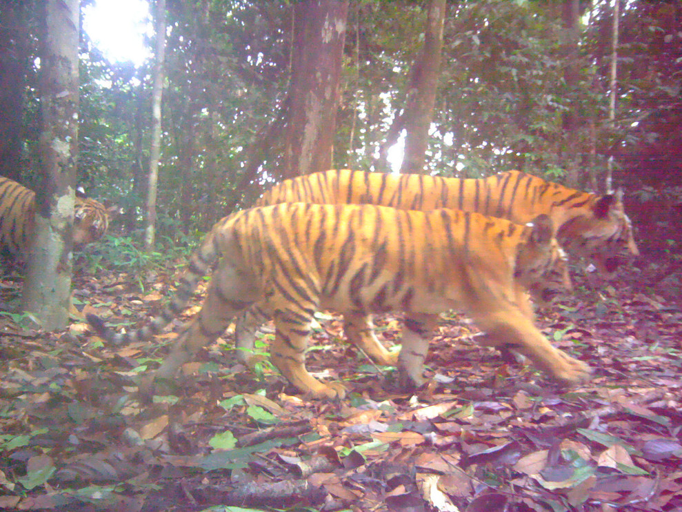 A female tiger with two cubs.