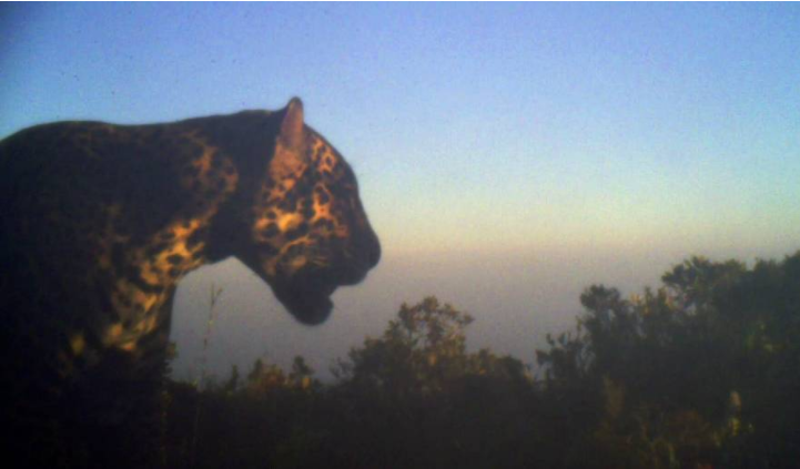 A rare male cloud jaguar in Honduras