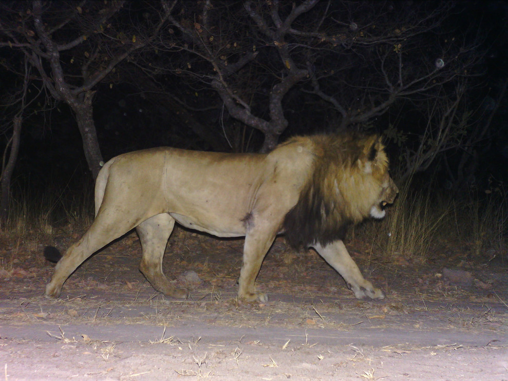 Shy the lion on a camera trap in 2024