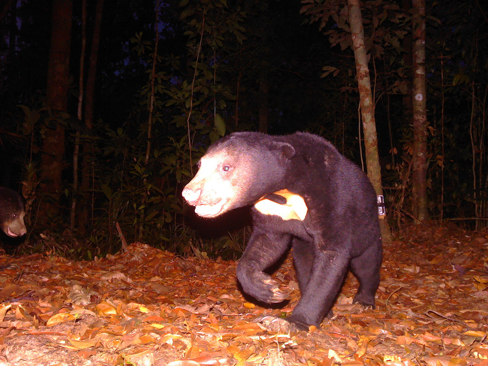 A sun bear like the one Welneita encountered in Malaysia.