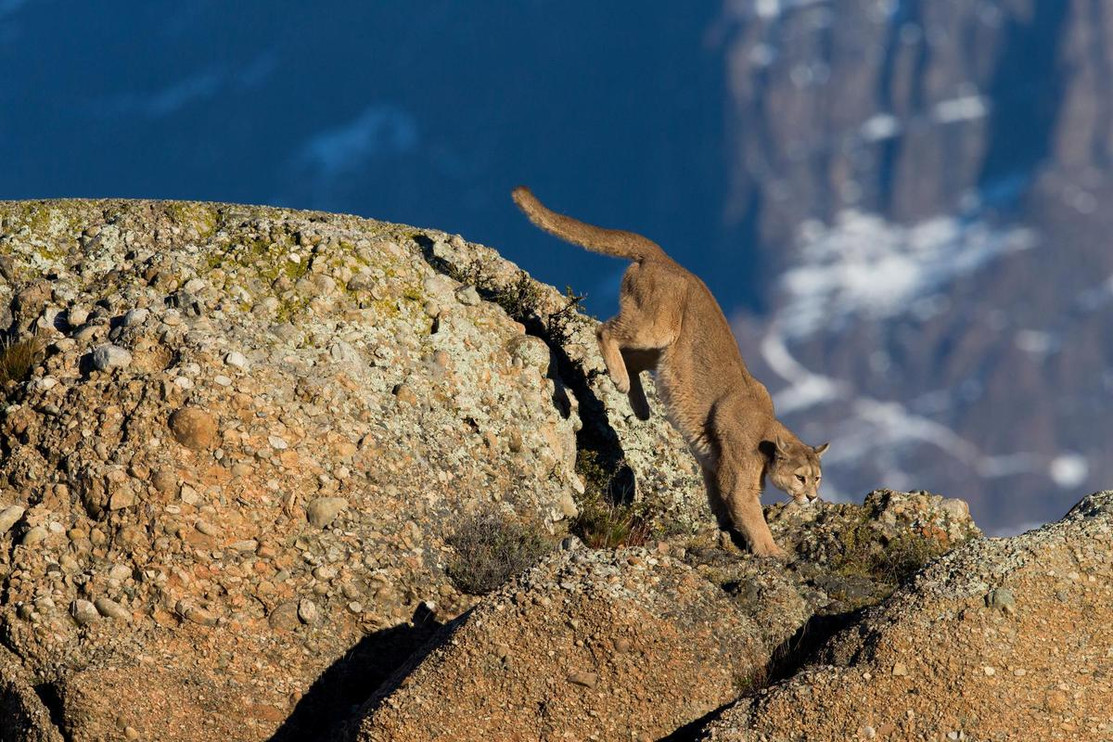 Mountain lion jumping off a rock