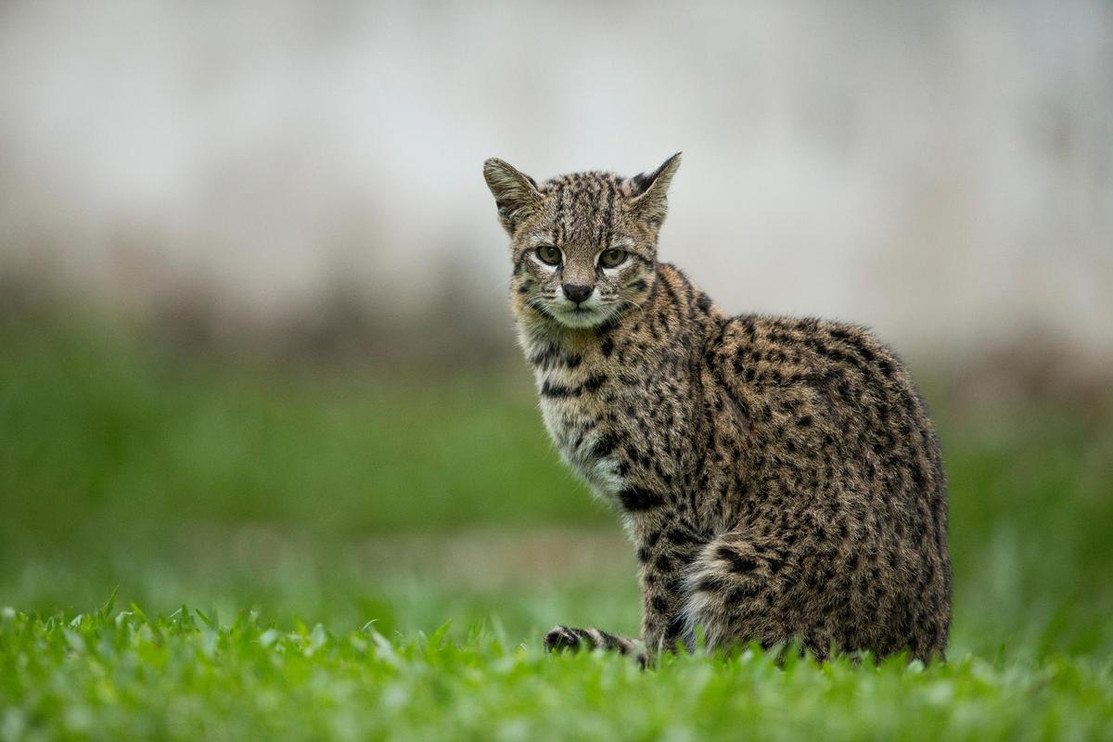 Geoffroy's cat in Argentina