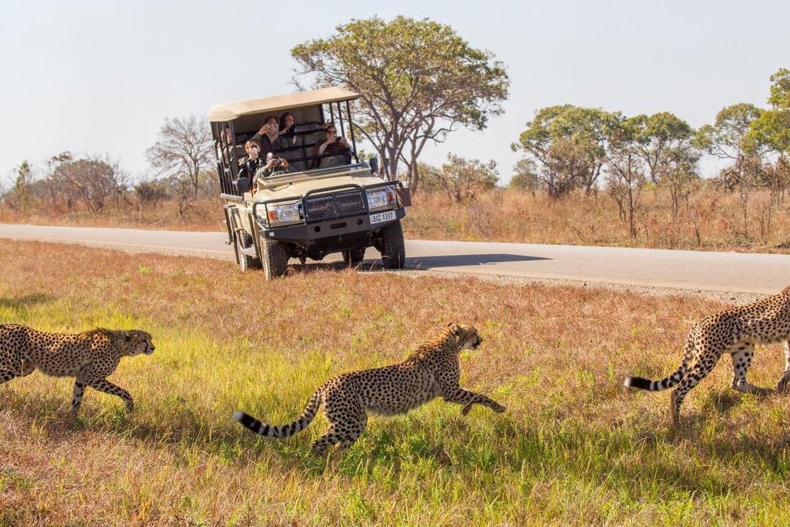 Three cheetahs run in front of a tour vehicle.