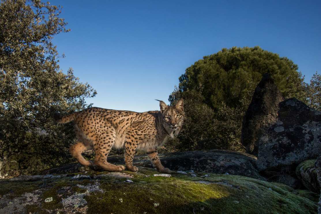 Iberian lynx