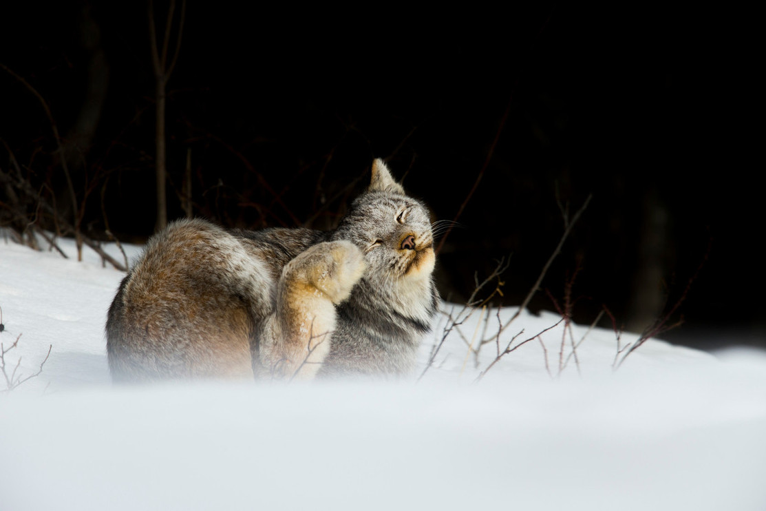 A Canada lynx in the snow