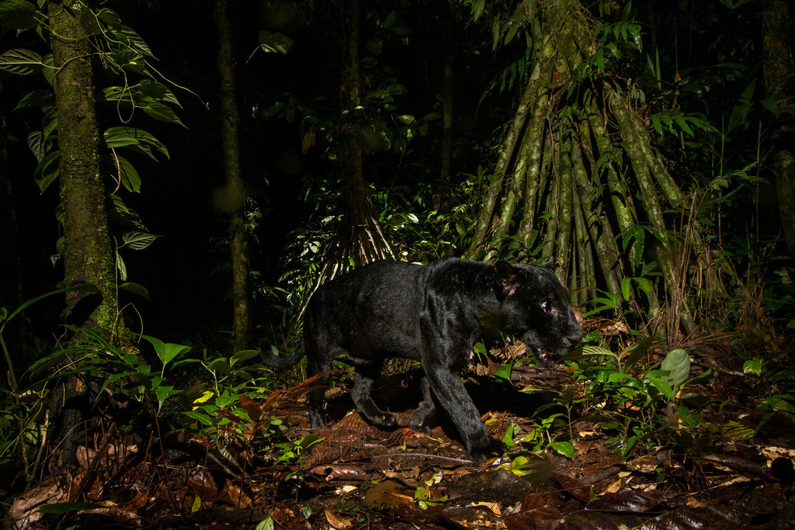 A melanistic jaguar in the rainforest at night
