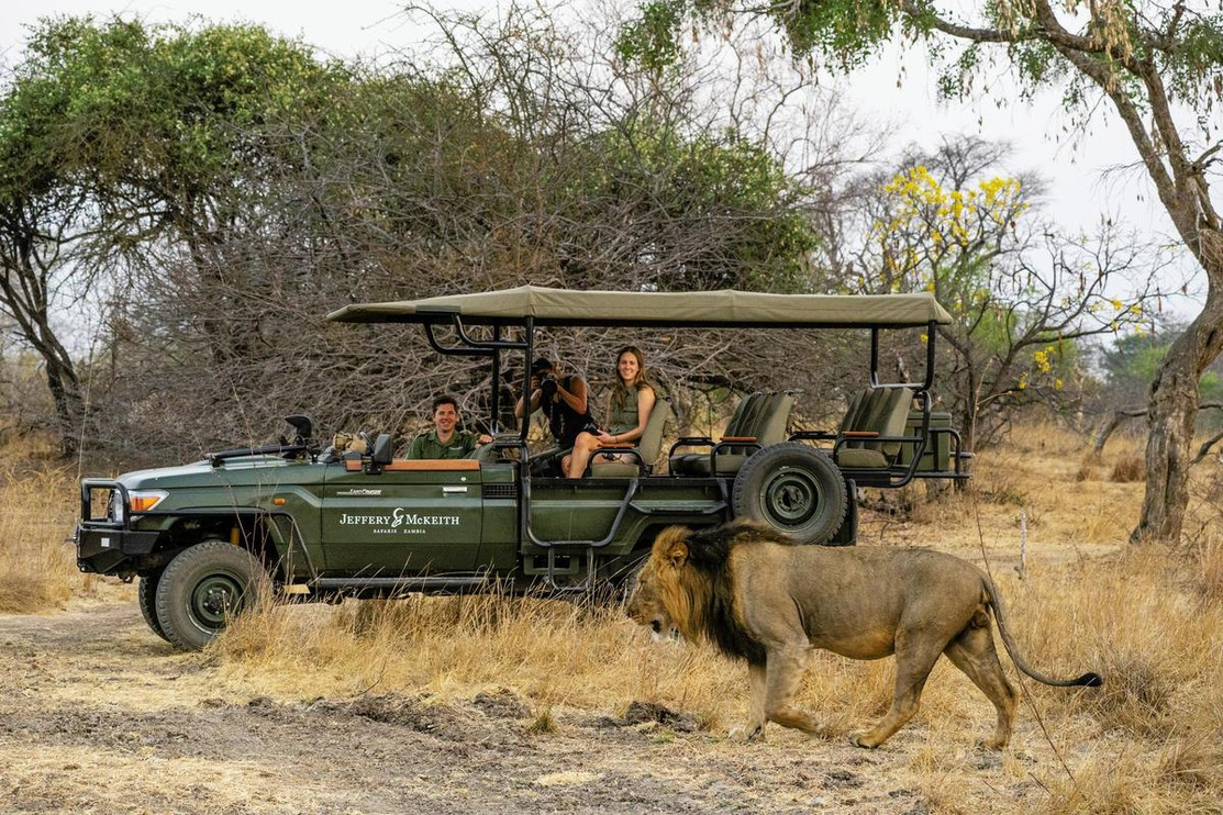 A male lion walks near a safari guide vehicle.