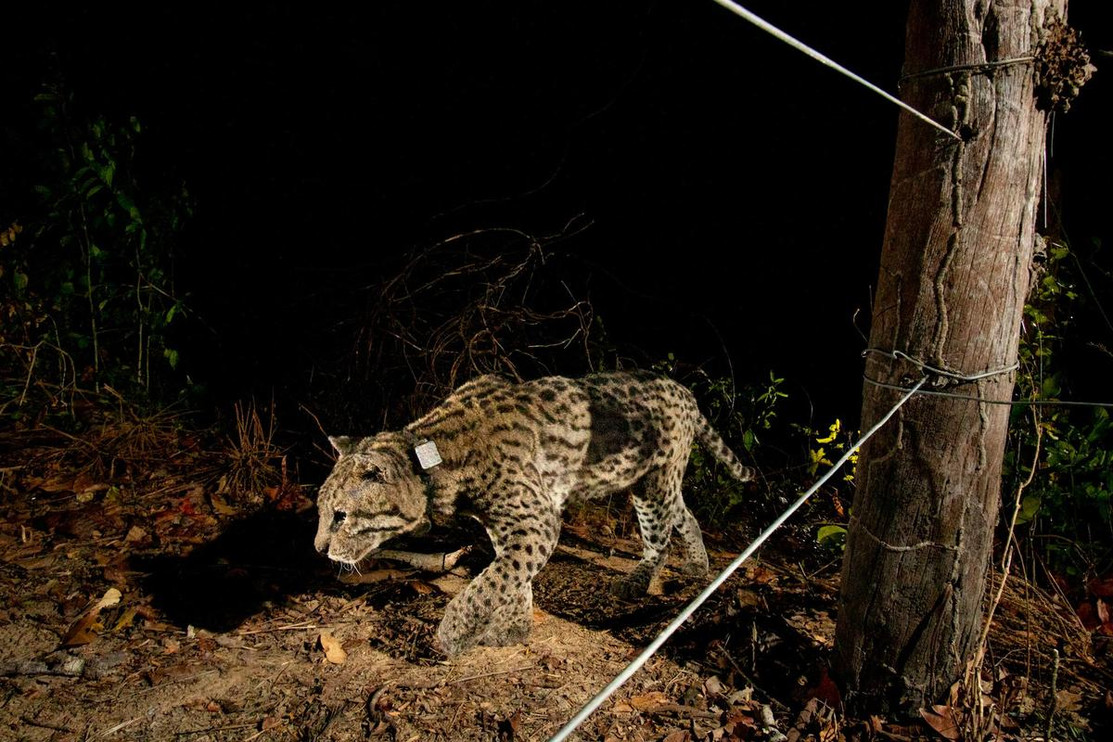 A collared ocelot
