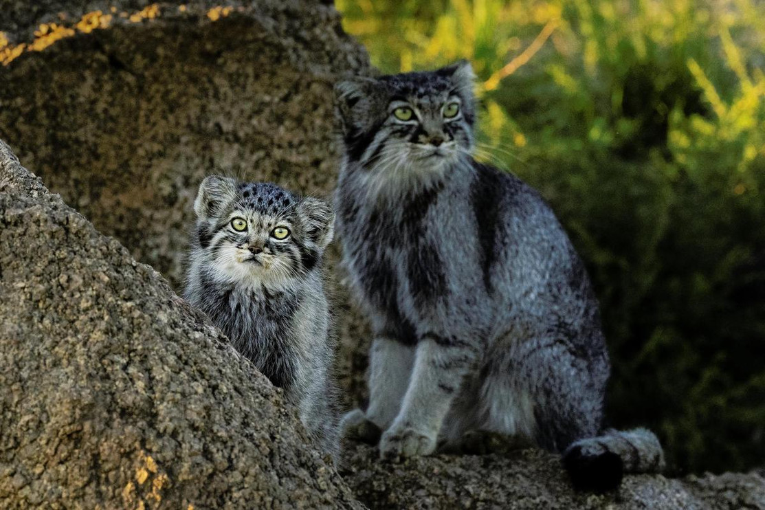 Pallas’s cat mom and kitten