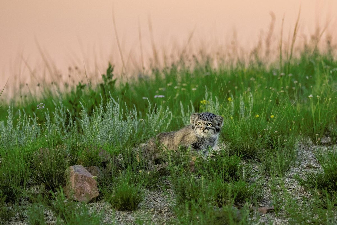 Pallas’s cat in grass