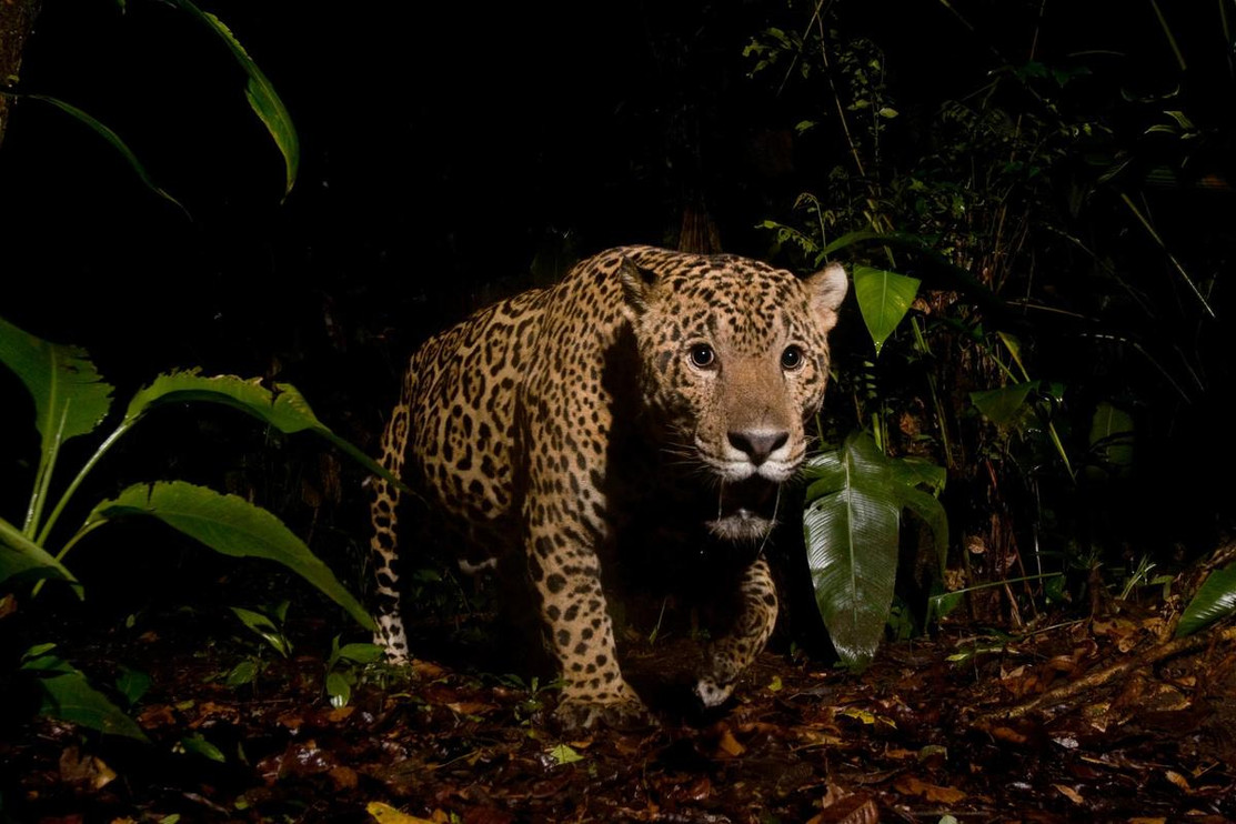 A male jaguar in Costa Rica