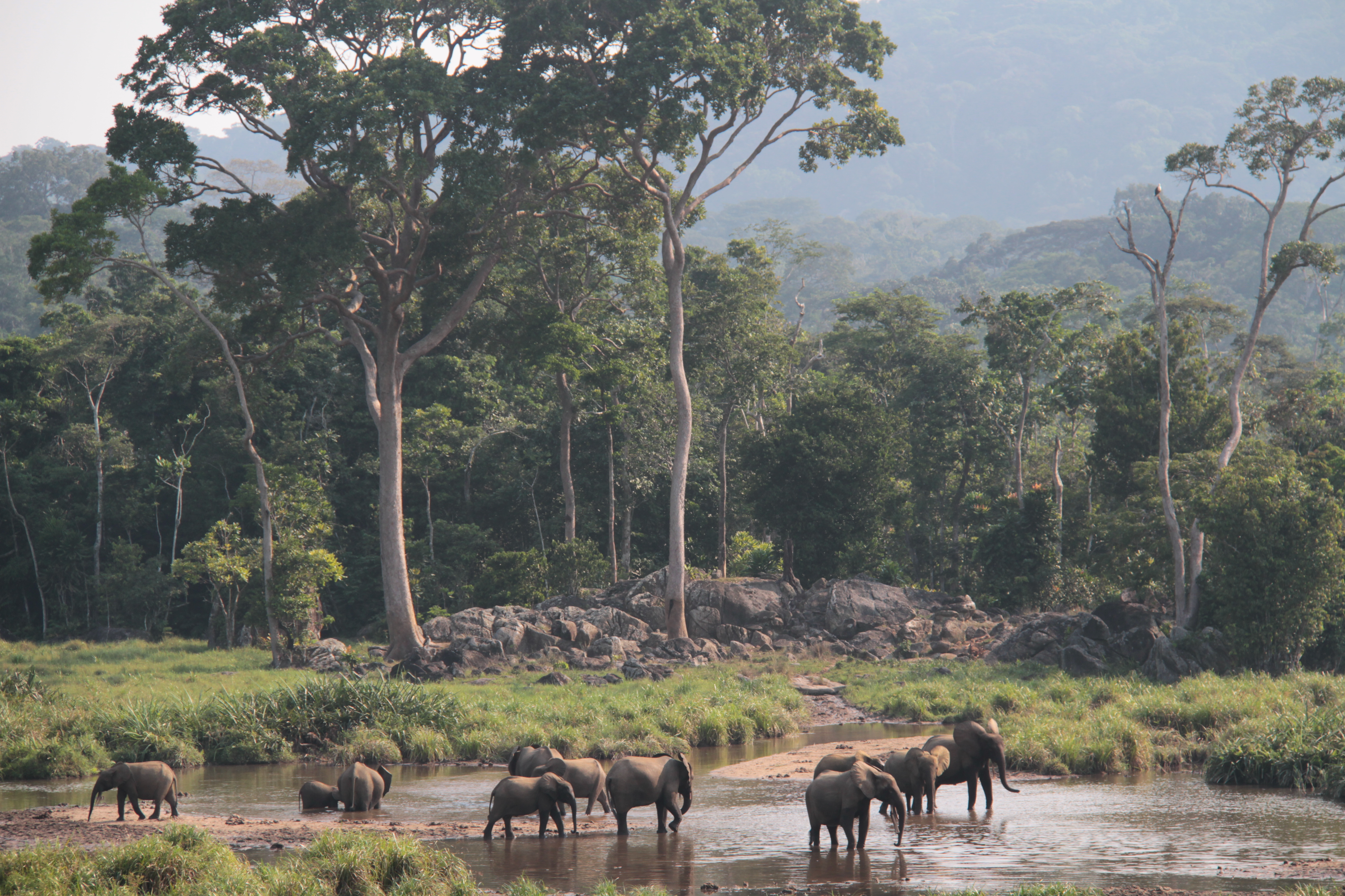 Elephants move through the tropical forests of Gabon