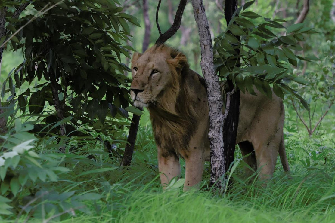 A male West African lion in green grass