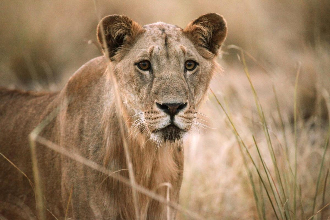 A young male West African lion.