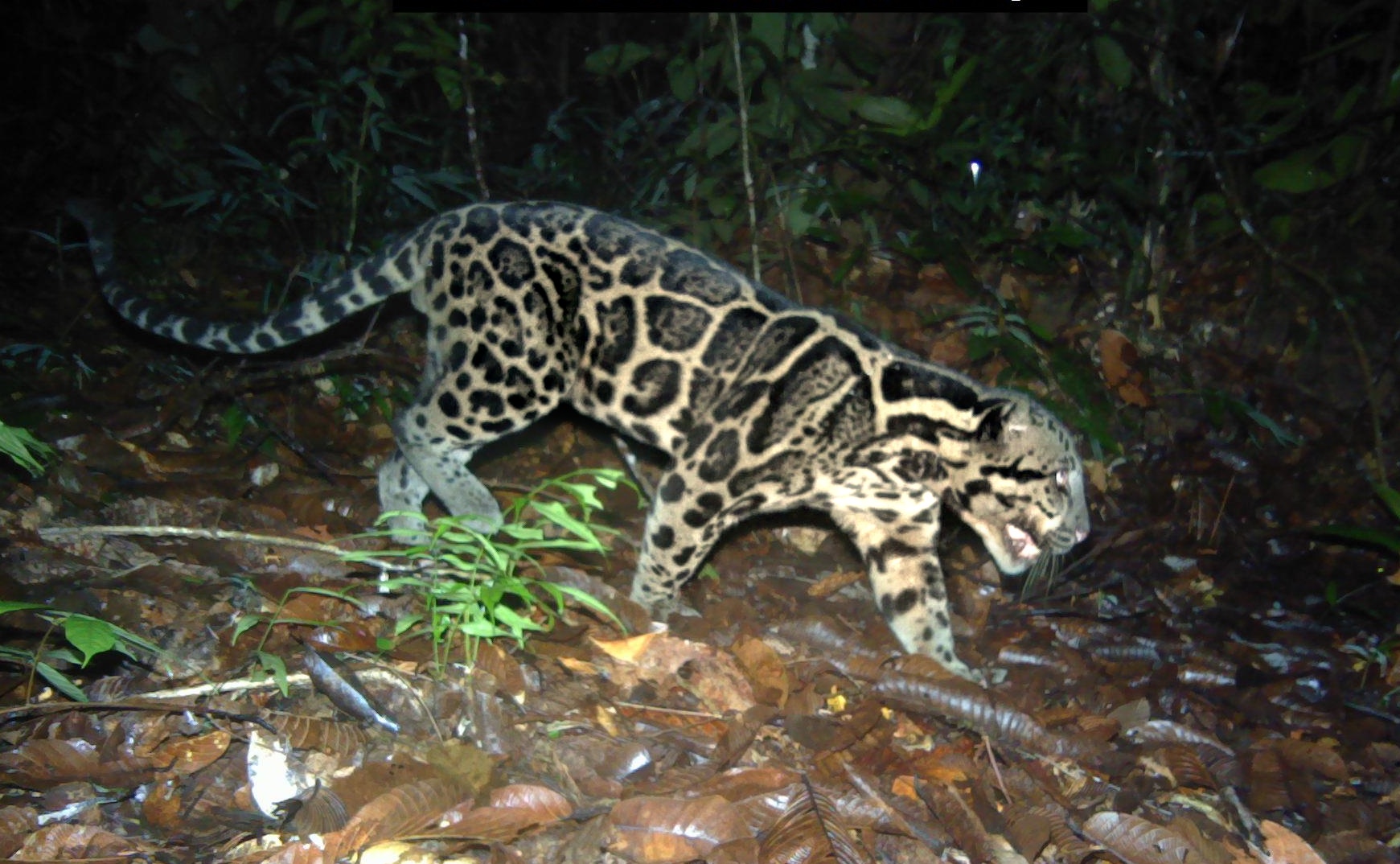 Sunda clouded leopard