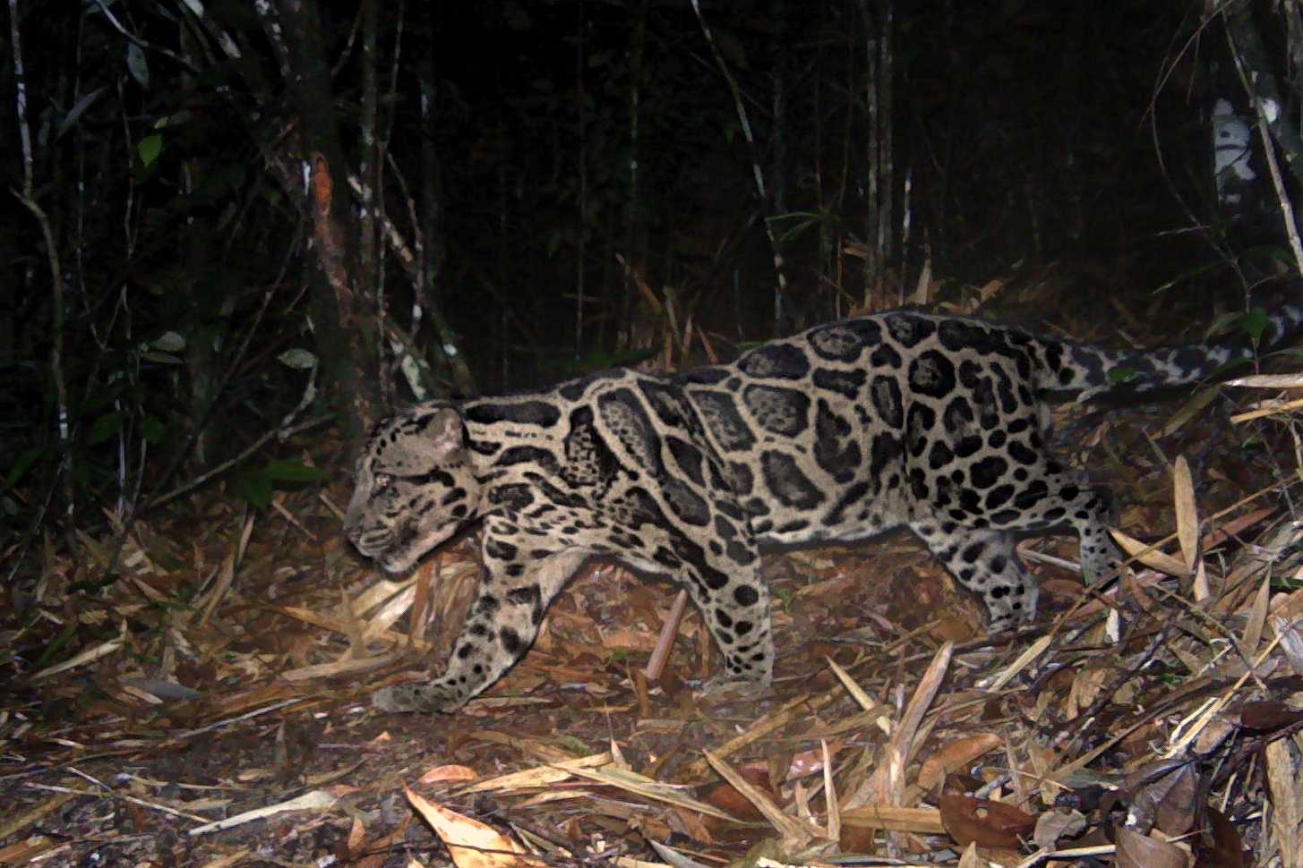 Sunda clouded leopard