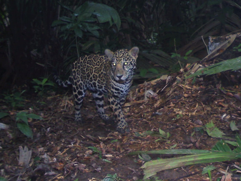 Jaguar camera trap photo