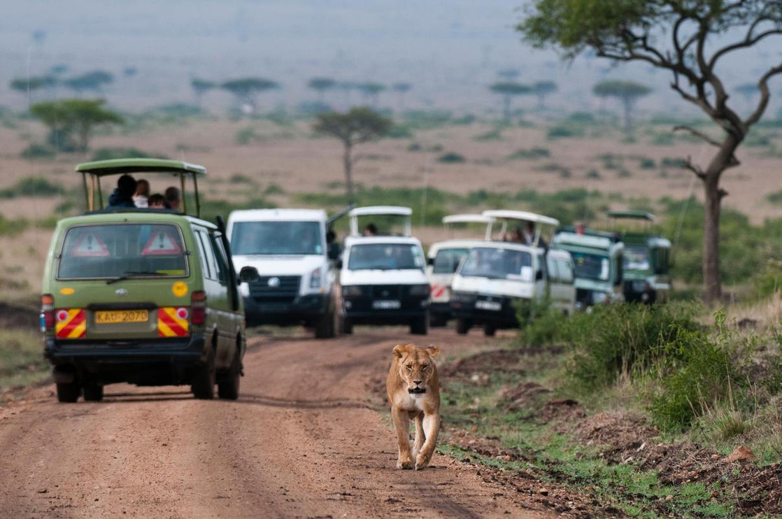 A lioness walks near safari tour vehicles.