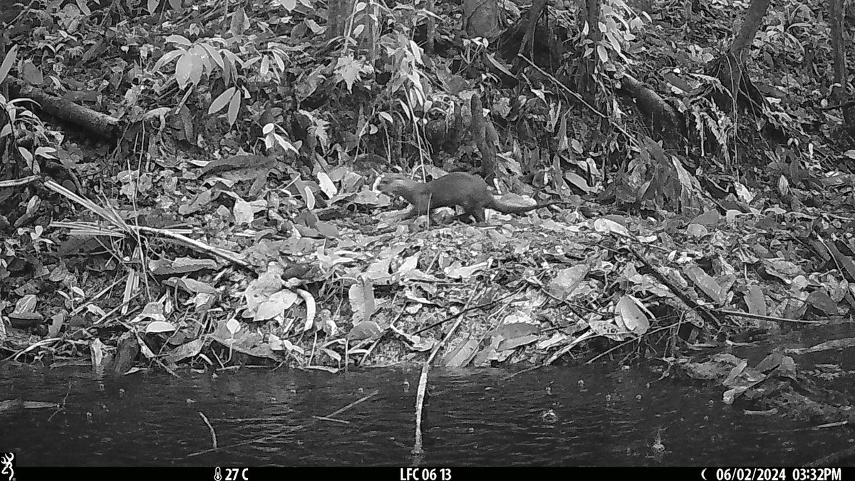 Camera trap photo of an otter