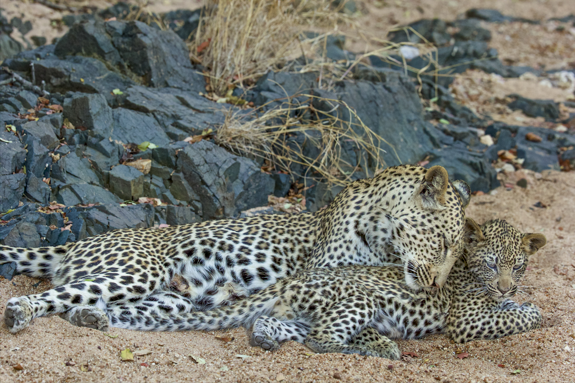 A leopard with her cub