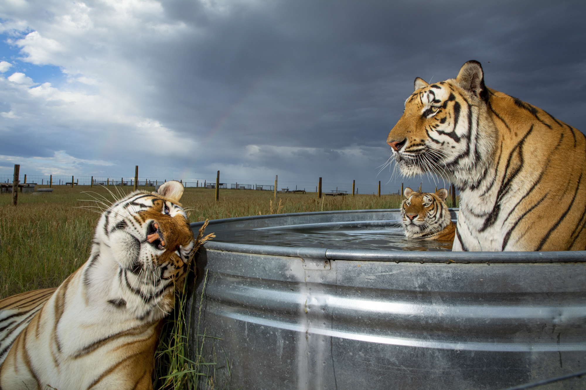 Three tigers in captivity