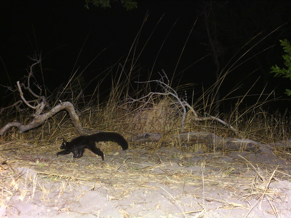 Melanistic bush baby