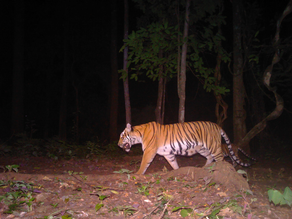Remote camera photo of a female tiger in the sWEFCOM area.