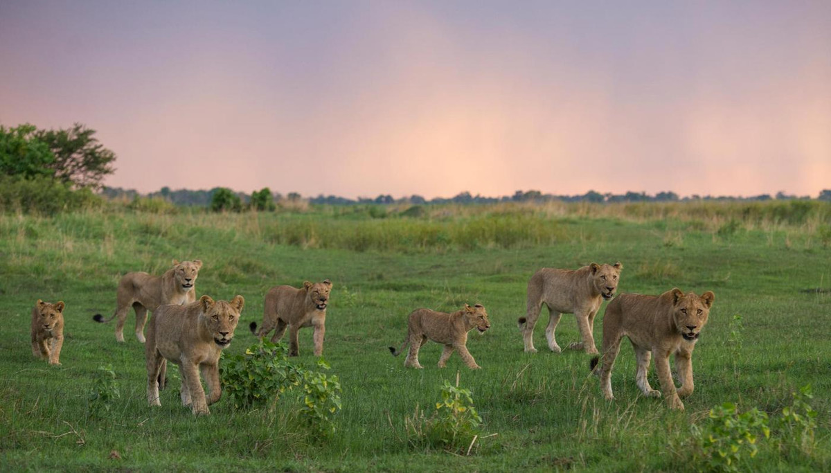 Lions at dusk