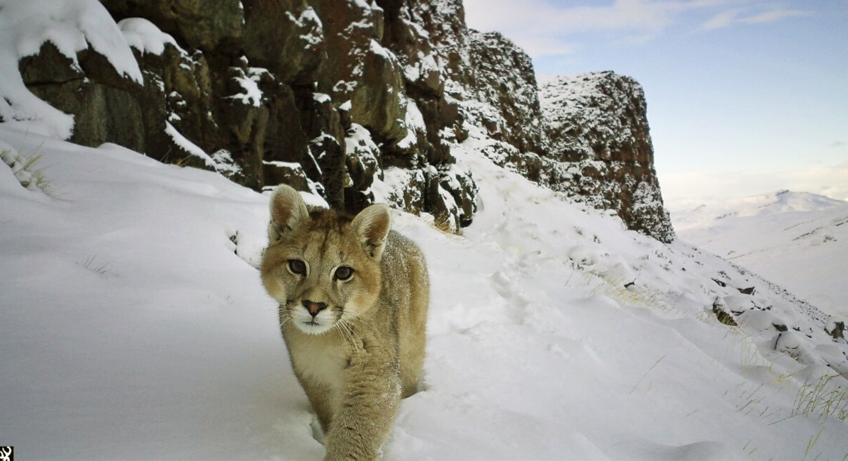 A puma cub on a snowy mountain