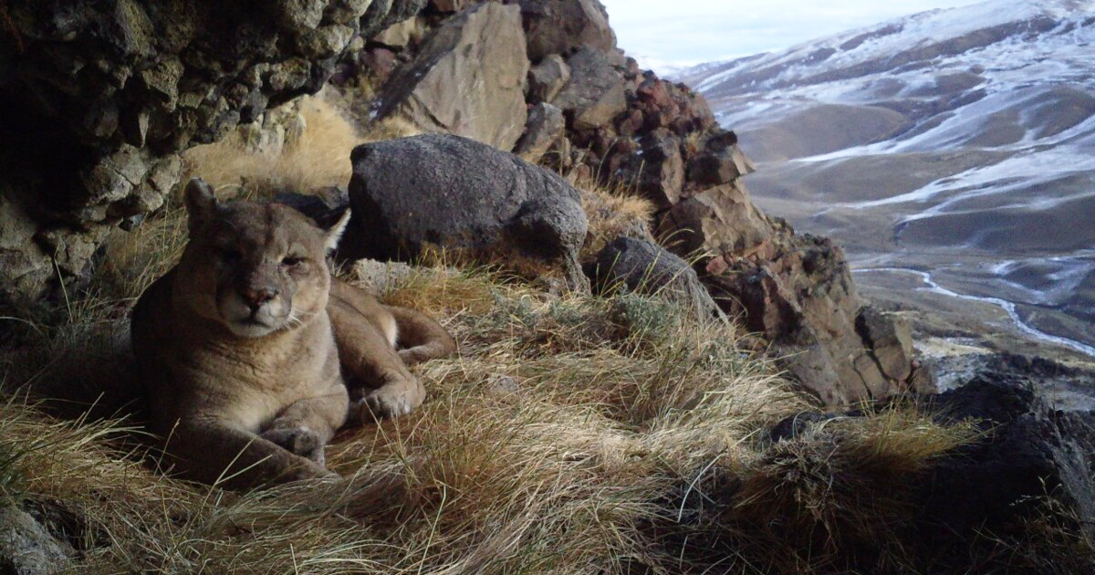 A puma rests on a cliff in Patagonia, Chile