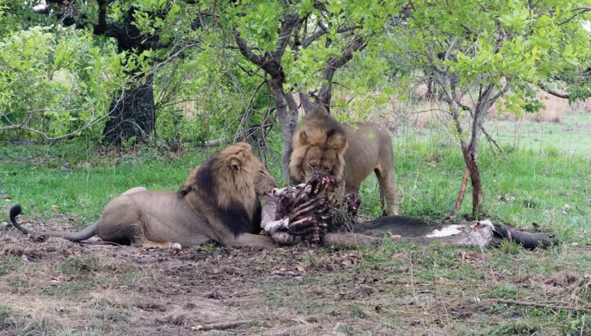 Two male lions eat a hippo