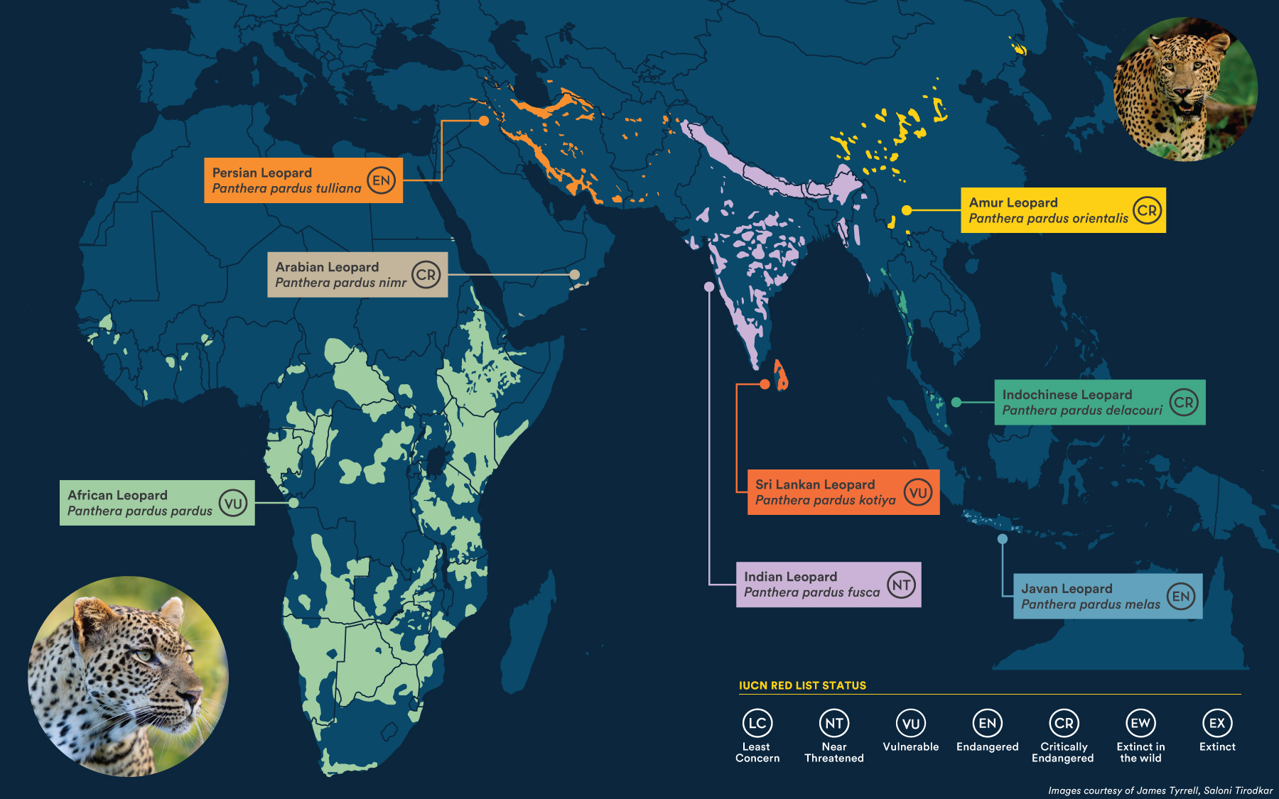A map displaying 8 subspecies of leopards and their distribution