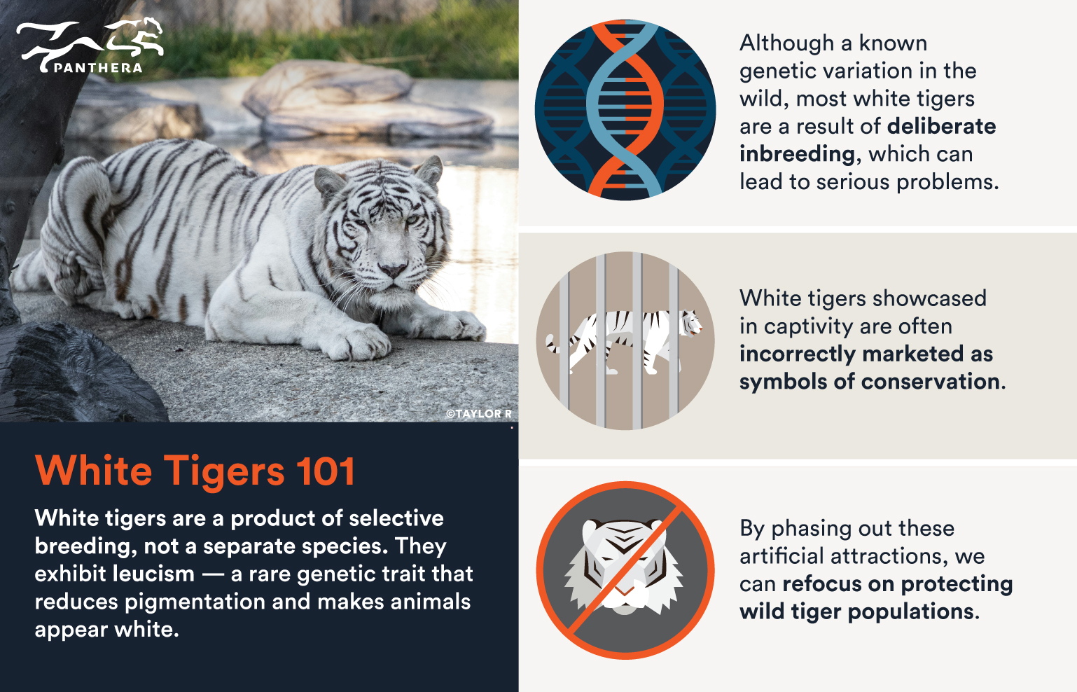White tiger infographic