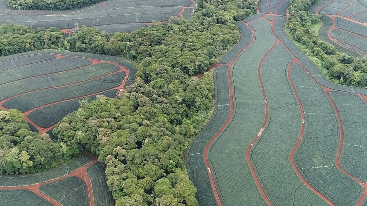 An aerial shot depecting a mosaic of farm and trees in Costa Rica 