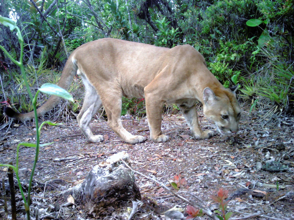A puma detected by camera traps in Honduras' Sierra del Merendón mountain range
