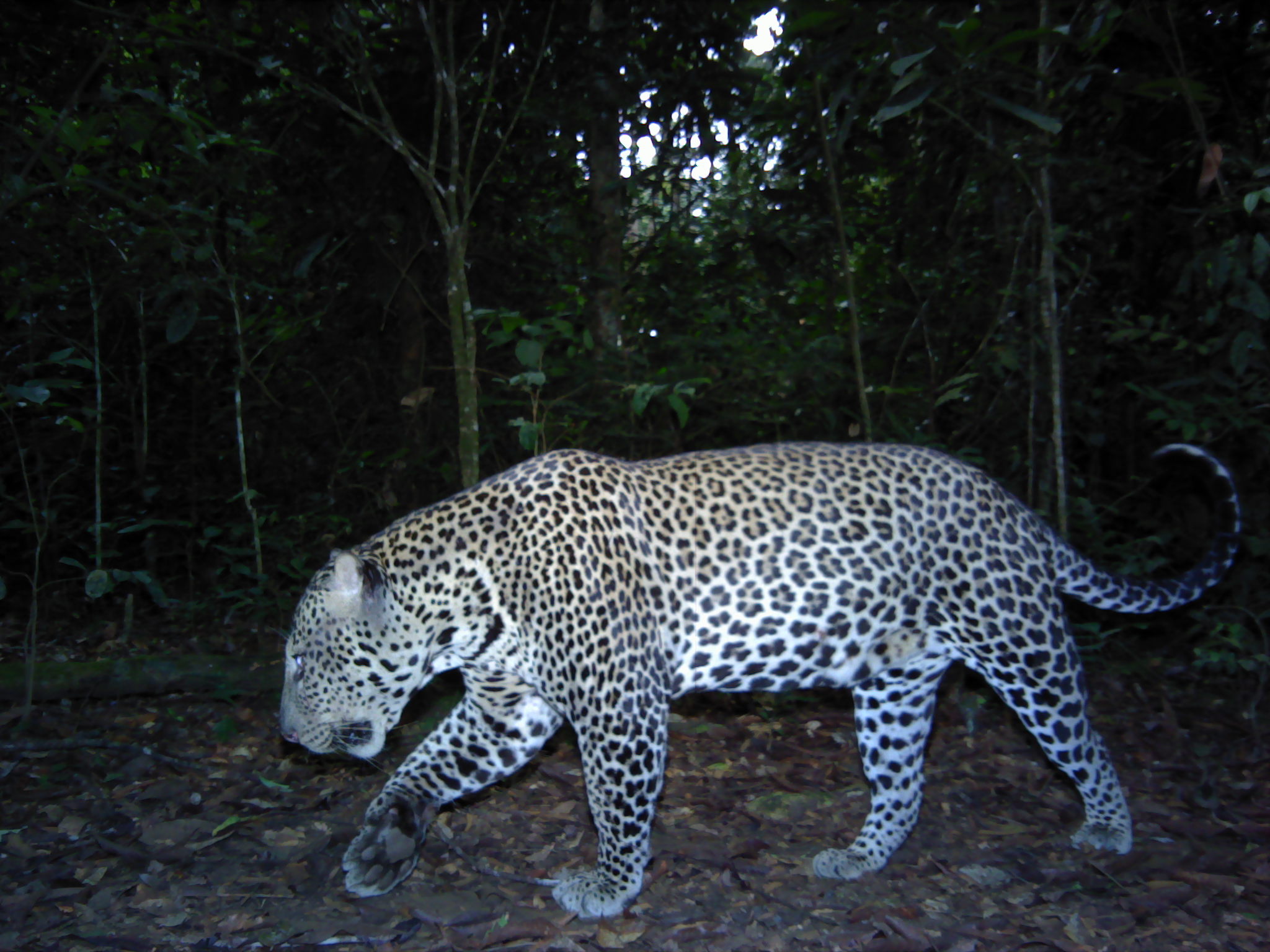A leopard photographed by a remote camera in Momba