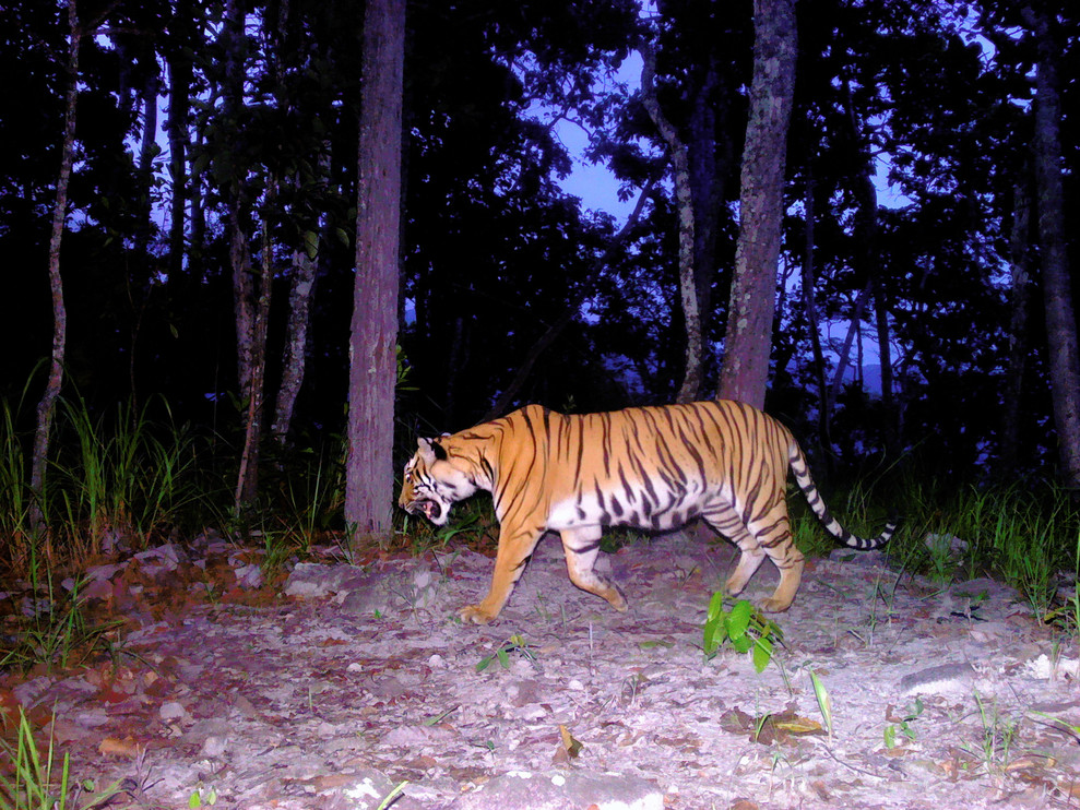 The first tiger captured on camera in Thailand's Sisawat Non-Hunting Area