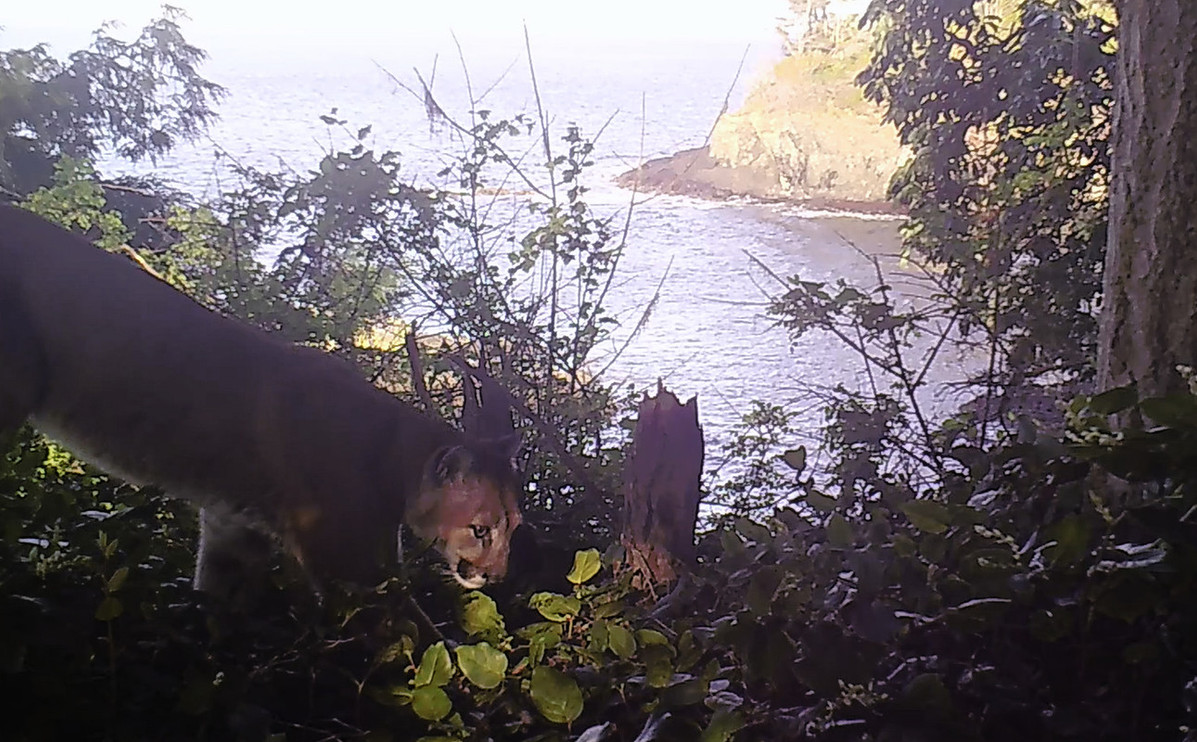 Cougar camera trap photo