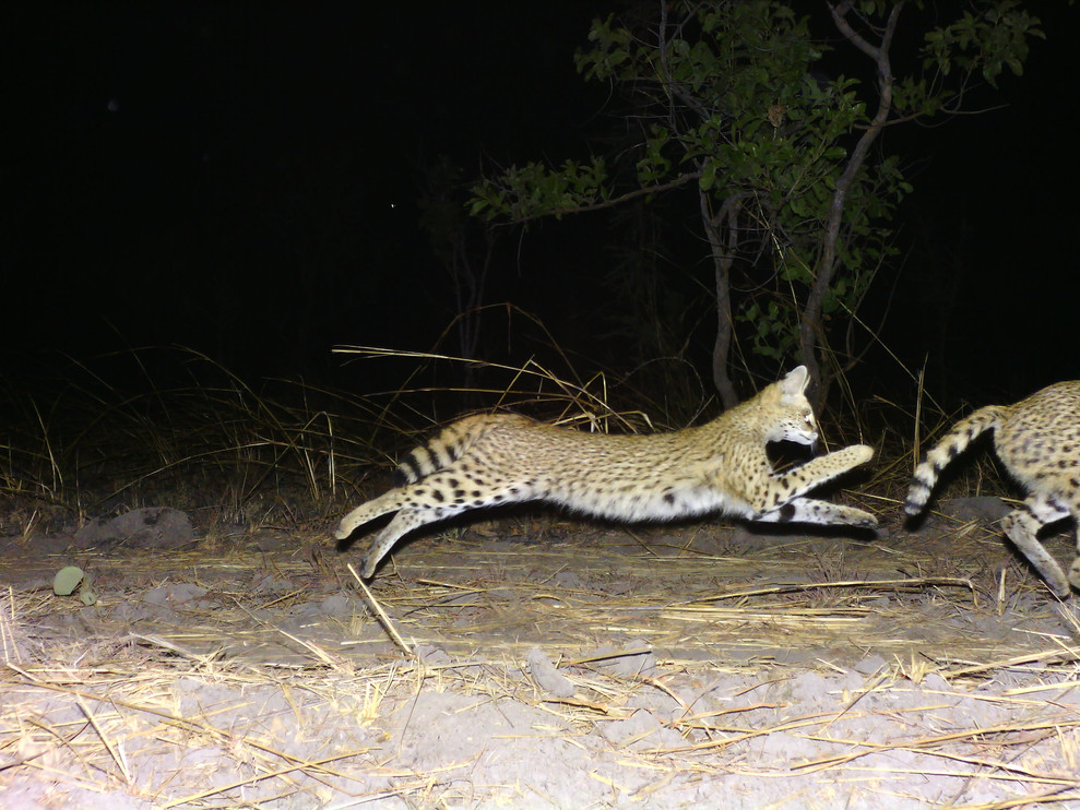A&nbsp;servaline&nbsp;serval kitten running 