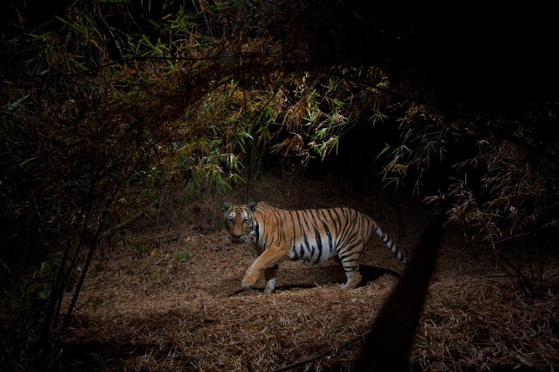 Tiger ©Steve Winter