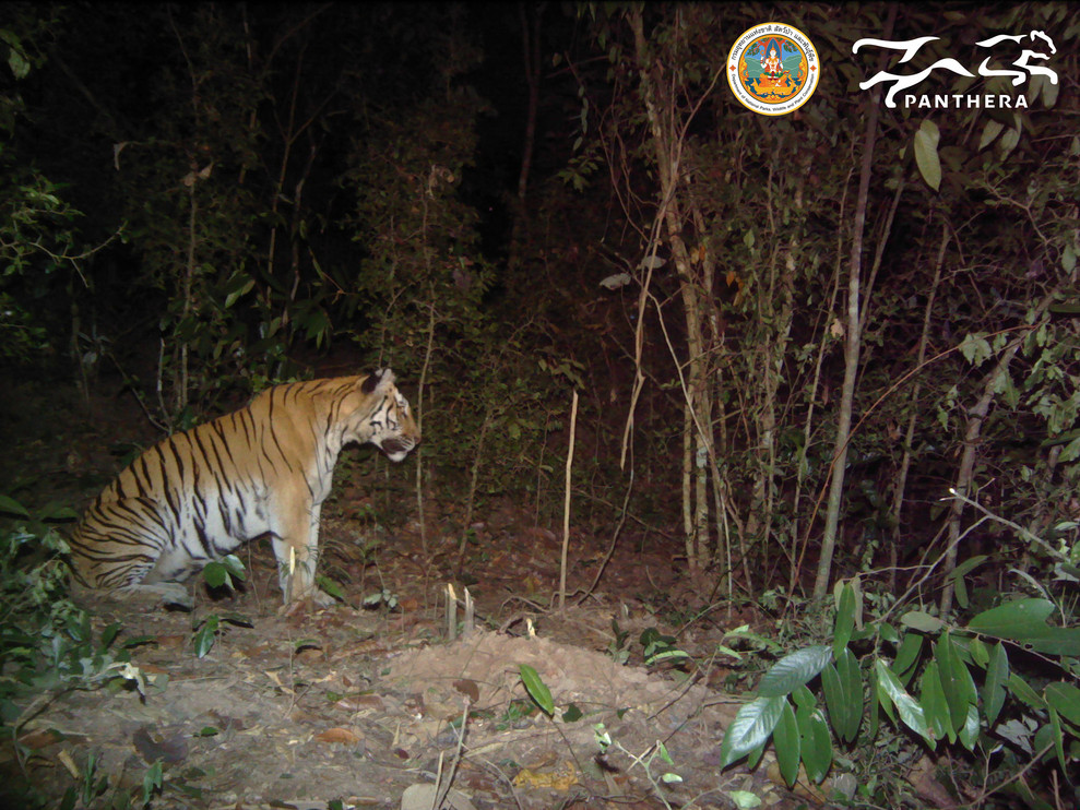 ©DPKYWRS/Panthera Thailand&nbsp;