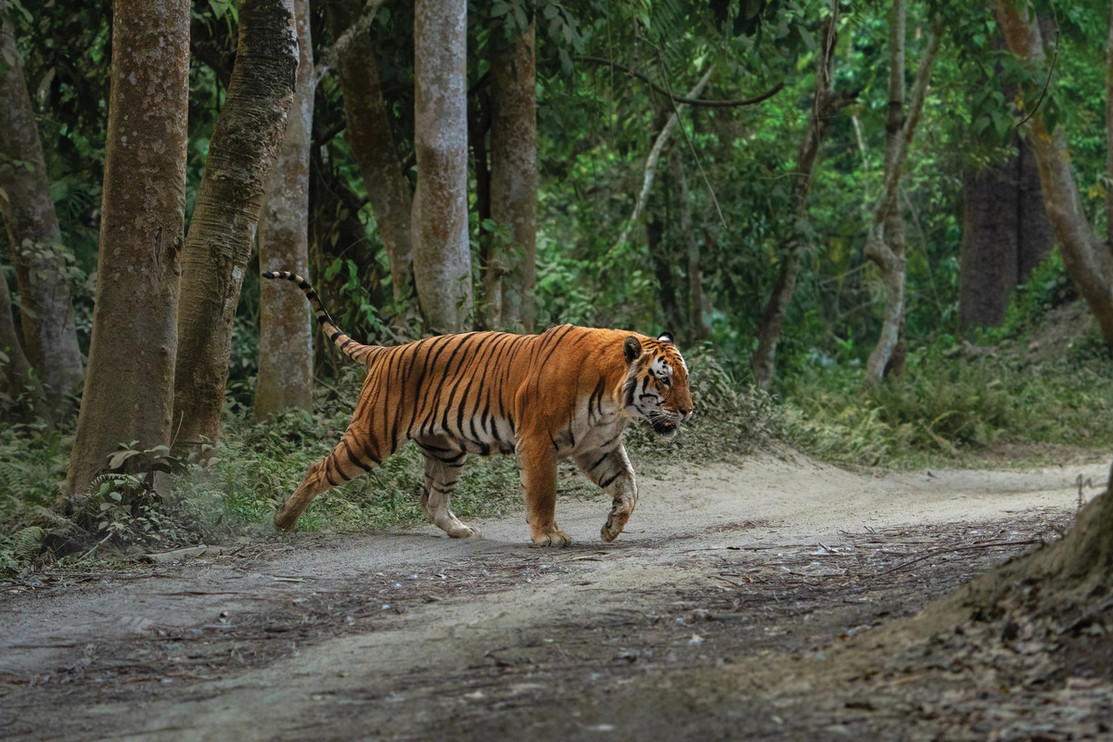 A male tiger: the king of Kaziranga, India