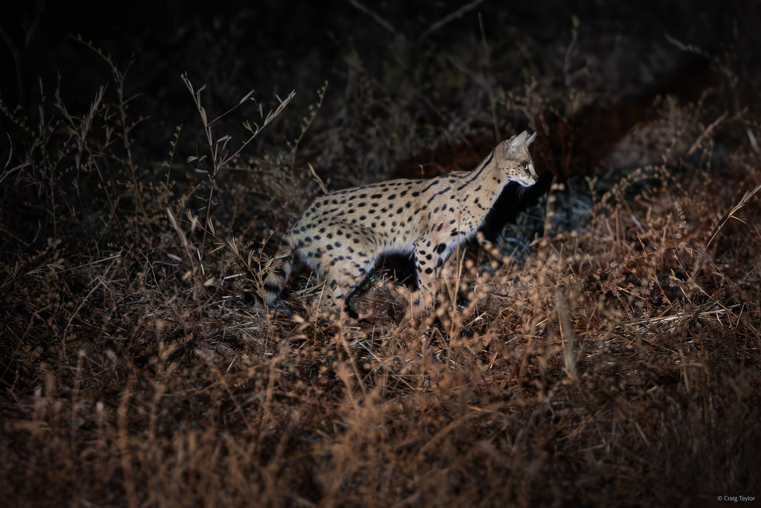 A serval hunts at night